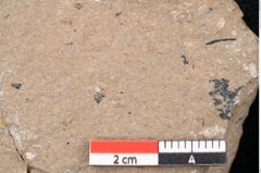 Foto (Detailansicht) von Araucaria sternbergii Goeppert (NHMW-GEO-2024-0188-8274)
